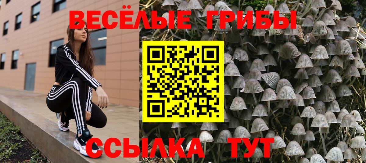 Галлюциногенные грибы MAGIC MUSHROOMS  Вход с VPN  Горно-Алтайск 